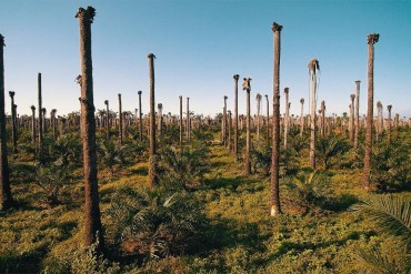 EU verbiedt palmolie in biodiesel