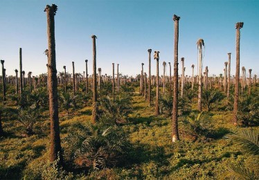 EU verbiedt palmolie in biodiesel